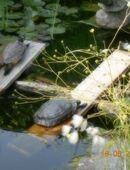 Ich suche: Schildkröten für Gartenteich. in 06493