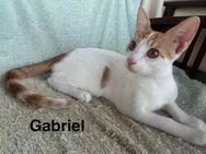 Gabriel aus dem Tierschutz Kreta - Grevenbroich