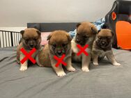 4 süße Shiba Inu Welpen - Lüdenscheid