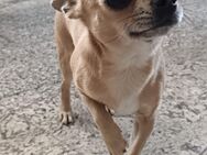 Ein süßer 1 Jahr und 9 Monate altes chihuahua sucht ein neues Zuhause - Schönewalde Zentrum