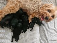 Süße kleine Yorkshire Terrier - Bolonka Mix - Putlitz