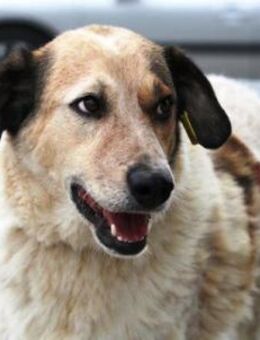 Aaron ist ein sanfter Herzenseroberer! - Karben