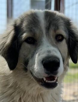 Gomez, geb. ca. 03/2021, Griechenland - Markdorf