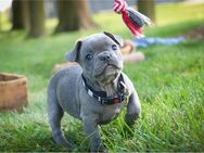 Französische Bulldoggenwelpen suchen ein Zuhause (blau) - Köln