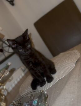 Reinrassiges BKH Kitten – schwarz getigert, 12 Wochen - Dortmund