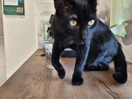Kater - Michelbach (Bilz)
