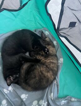 Kitten abzugeben - Hanau (Brüder-Grimm-Stadt)
