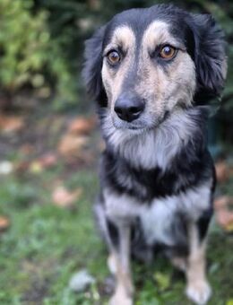 Amaya - eine leise Herzenshündin - Löwenberger Land