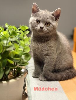 Britisch Kurzhaar Kitten BKH Blue reinrassig Kätzchen abgabebereit - Gemünden (Main)