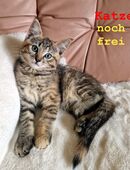 Edelmix nur noch eine Glückskatze, KITTEN, KATZENBABYS, Kätzchen von sibirische Neva Masquarade in 95152