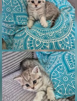 Hübsche BKH KITTEN - Mering