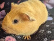 Meerschweinchen Böckchen - Hockenheim