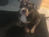 American Bully Poket Rüde, 11 Monate bleu Tricolor - Kassel Waldau