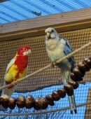 Rosellasittiche Paar abzugeben in 89290