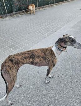 Fiona; empfindsame Galga - Geilenkirchen