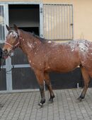 Appaloosastute Montana in 99628