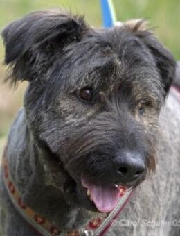 Qunii ist ein lieber Kerl - Egelsbach