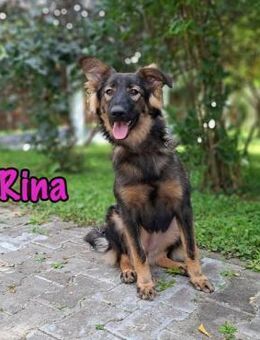 Rina verspielter kl. Welpe 01/25 RU - Ruppertsecken