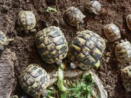 griechische Landschildkröten aus 2024 * 50 EUR pro Stück * Festpreis * - Rülzheim