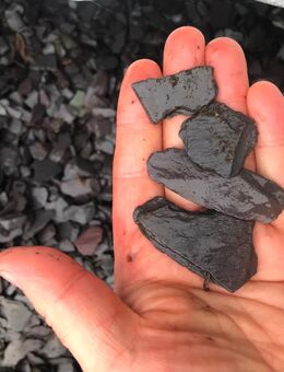 Canadian slate lila 30-60 cm - Selmsdorf