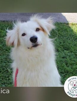 Latica: Sucht ein Zuhause - Kirchzell