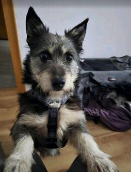 SHERLOCK-kleiner Hund,großes Herz ! - Nettetal