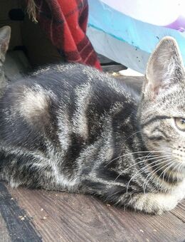 Karlchen,13 Wochen, Maincoon Mix mit Russisch-blau - Hamburg