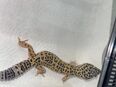 Leopard Geckos zu verkaufen in 51371