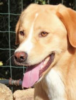 ARMANDO 2 - so ein hübscher Bub - Regensburg