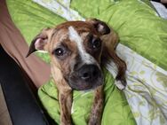 Gebe meine kleine Bully Mix Hündin in liebevolle Hände ab dringend - Staßfurt