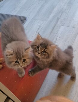 Blh Kitten 2 Jungs Abgabebereit - Wuppertal