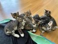 Bengal Kitten Mix zu verkaufen in 8280