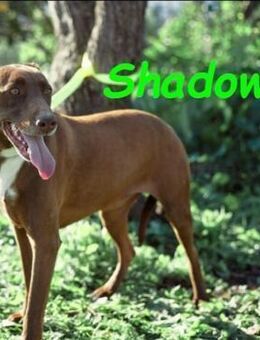 Shadow1 liebevoll & sehr sozial 10/21ESP - Ruppertsecken