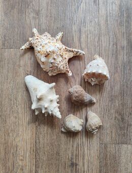 26 echte Muscheln, inkl. Versand! - Lucka