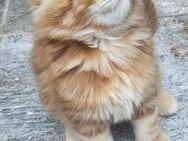 Maine coon mit Stammbaum - Euskirchen
