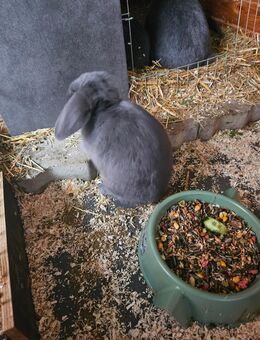 Zwergwidder baby männlich - Giebelstadt