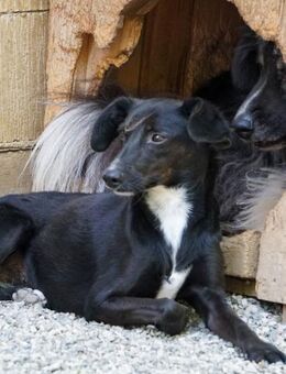 FIONA möchte Tierheim verlassen - Schwabach