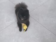 Pomeranian Spitz Deckrüde KEIN VERKAUF - Solingen (Klingenstadt)