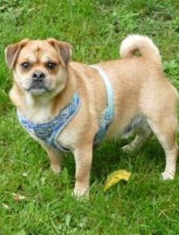 Michel sucht sein neues Zuhause - Fronreute