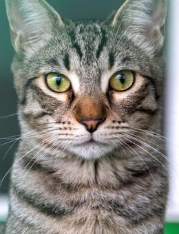 Junger, lieber, verträglicher Kater Saco - Bochum