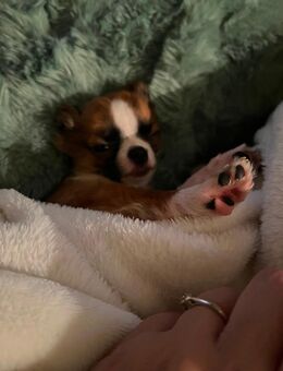 Suche ein Chihuahua Rüden - Bochum