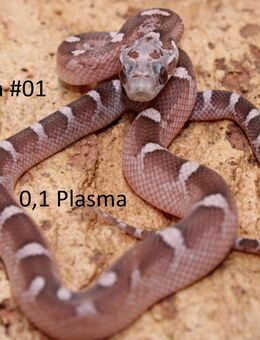 Plasma Kornnatter NZ 2025 - Lüneburg