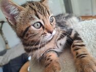 Kleiner, frecher bengal bkh Kater - Augsburg