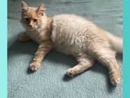 Maine Coon Kitten Kater - Osterode (Harz)