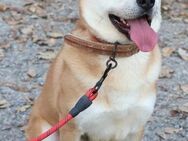 Shiba/Jindo Mix Kuma sucht ein Zuhause - Ebstorf (Klosterflecken)