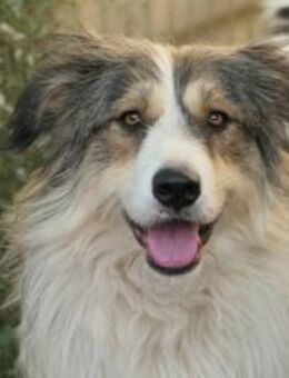 Hübsche Lucy sucht ihr Zuhause - Kallmünz