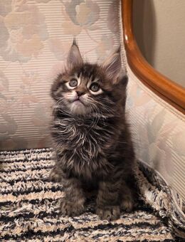 Maine Coon Kitten Black Tabby Junge - Wetterzeube