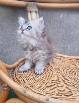 Britisch baby Katzen suchen für sich ein neues Zuhause - Berlin