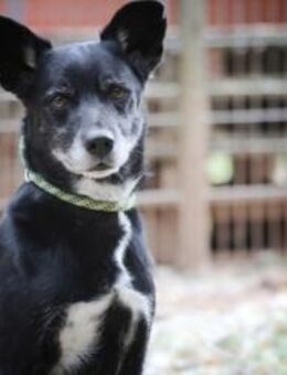 Blacky hat ein schönes Zuhause verdient - Pirmasens