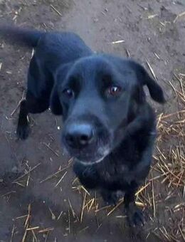 Blöff von kettenlos - Bollingstedt